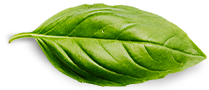 Wub Habesha Basil Leaf